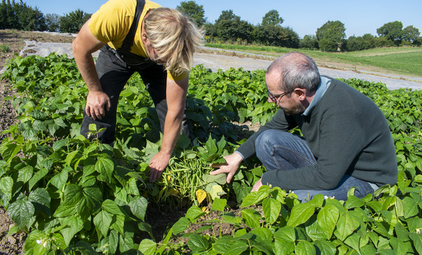 KI generiert: Zwei Männer untersuchen Pflanzen in einem Bohnenfeld bei sonnigem Wetter.