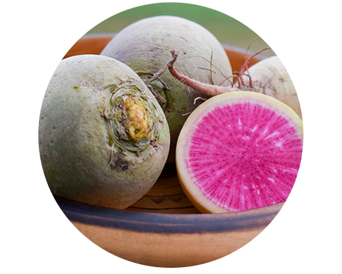 KI generiert: Das Bild zeigt mehrere Wassermelonen-Rettiche in einer Schale, wobei einer aufgeschnitten ist und seine intensiv pinke Innenseite zeigt. Dies hebt den Kontrast zur grünlichen Außenschale hervor.