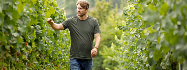 Alexander Pflüger Wein