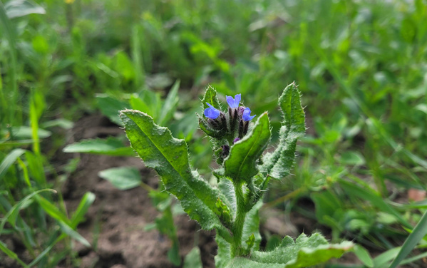 Phaclia auf der Blumenwiese