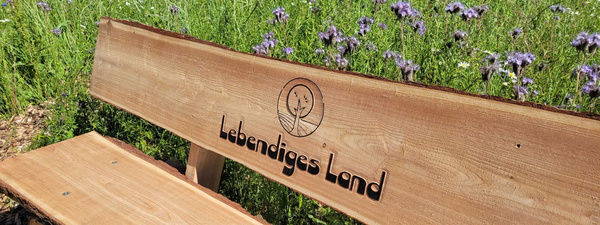 Bank auf Blumenwiese