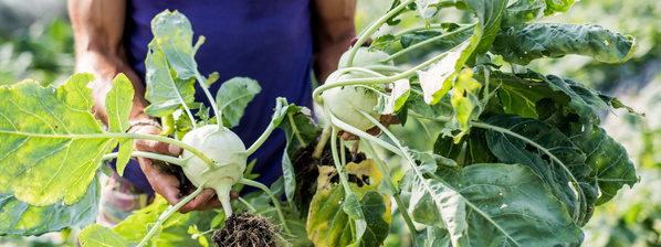 Gemüsegärtnerei Gondesen