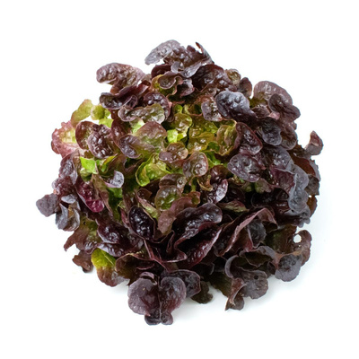 Produktfoto zu Eichblatt Salat - rot