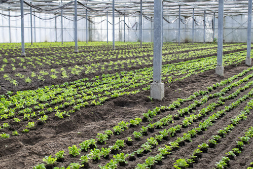 Bodenbearbeitung mit Pferden