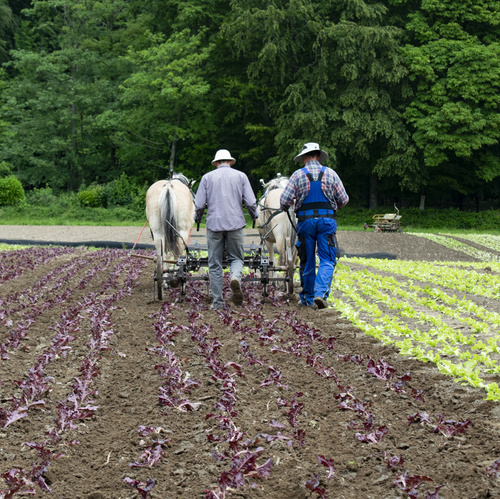 Bodenbearbeitung mit Pferden