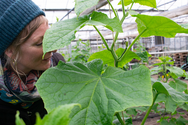 KI generiert: Eine Person im Gewächshaus betrachtet eine große grüne Pflanze mit großen Blättern.