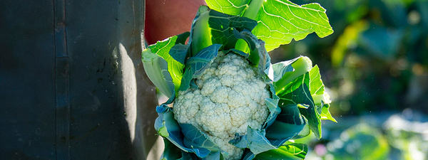 Blumenkohl