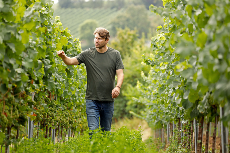 Pflüger Weingut