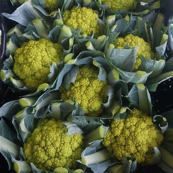 Knollensellerie auf dem Feld