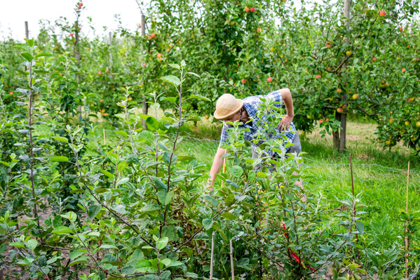 KI generiert: Eine Person mit Strohhut arbeitet im Obstgarten, umgeben von grünen Sträuchern und Bäumen.