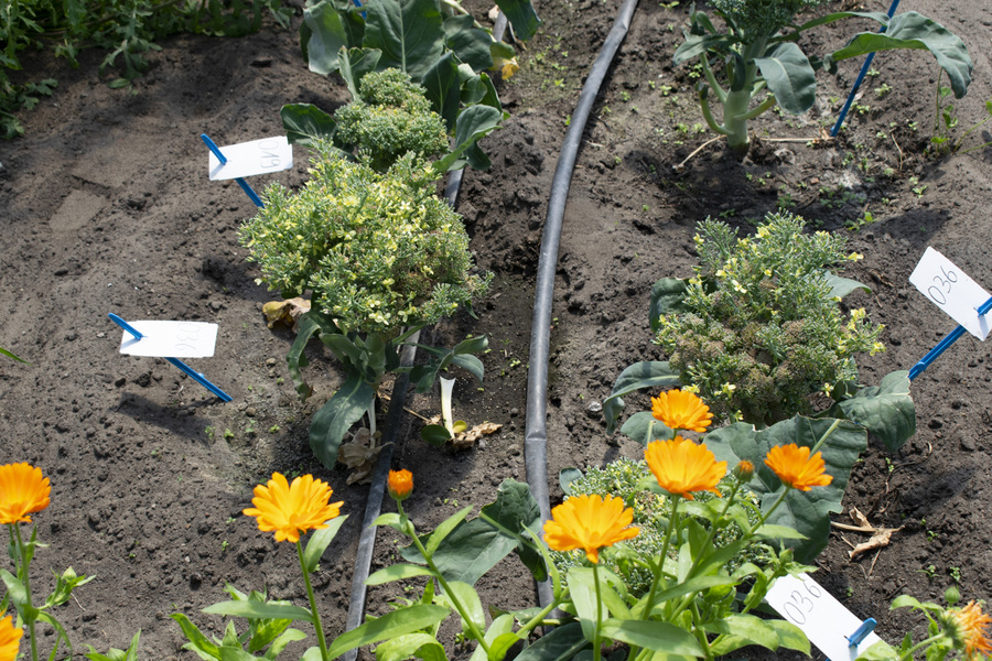 KI generiert: Gemüsegarten mit Brokkoli und Ringelblumen, beschriftet mit Schildern "036".