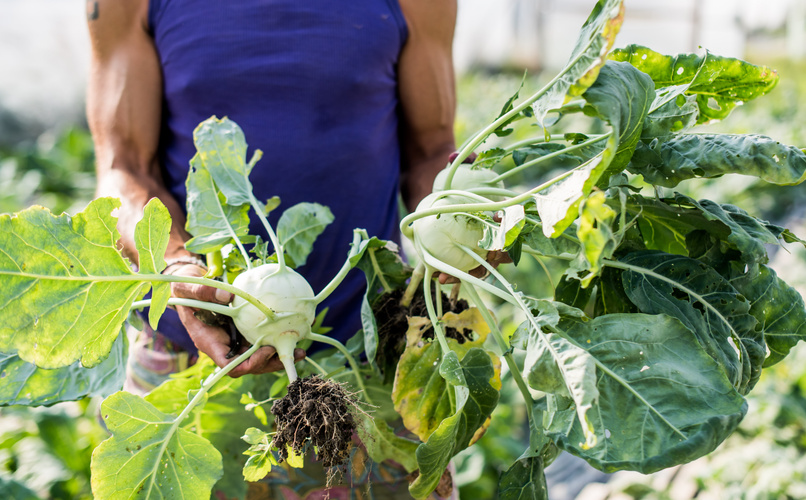 KI generiert: Person hält zwei frische Kohlrabi mit Erde in einem Garten oder Feld.