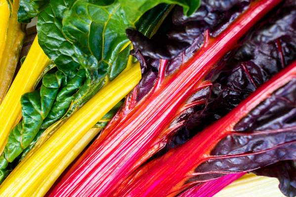 Knollensellerie auf dem Feld