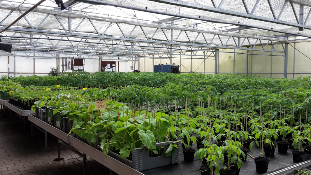 KI generiert: Ein Gewächshaus voller junger grüner Pflanzen in Töpfen und Kästen.