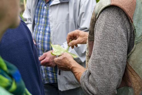 Bodenbearbeitung mit Pferd