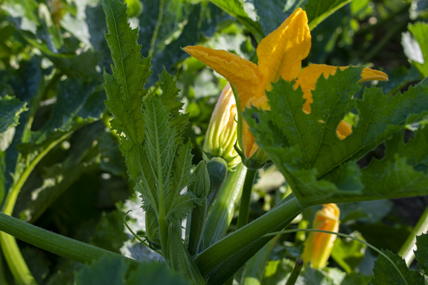 KI generiert: Zucchinipflanze mit gelber Blüte und grünen Blättern im Garten.