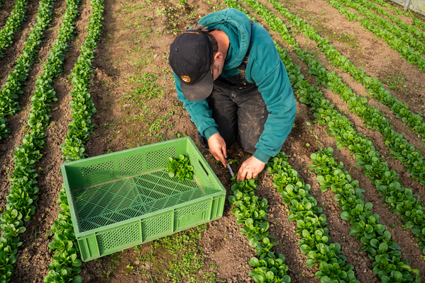KI generiert: Eine Person erntet Salatblätter auf einem Feld und legt sie in eine grüne Kiste.
