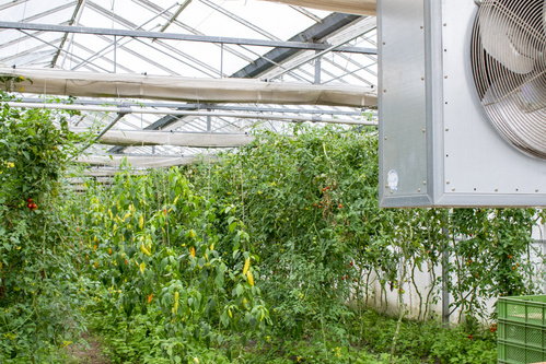 Bodenbearbeitung mit Pferden