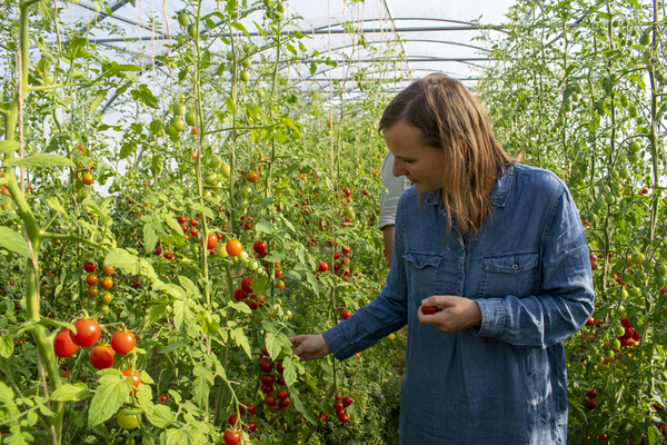 KI generiert: Frau erntet Tomaten in einem Gewächshaus.