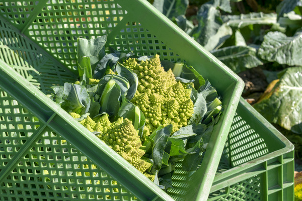 KI generiert: Grüne Kiste mit frischem Romanesco auf einem Feld.