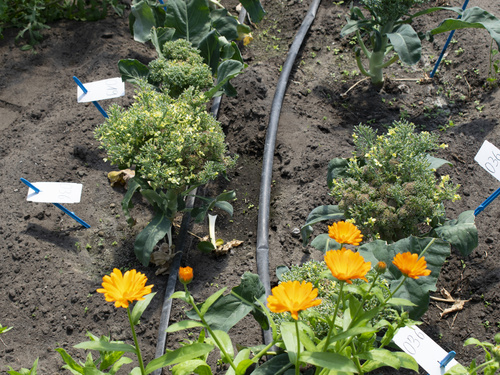 Brokkoli blüht im Tunnel