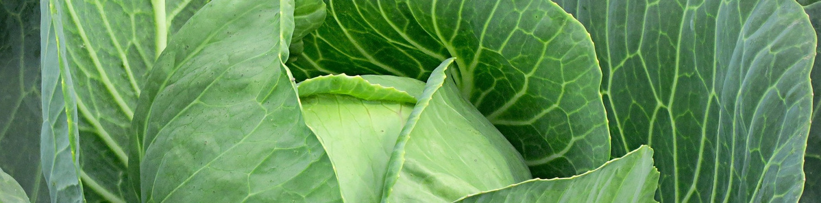 KI generiert: Nahaufnahme von grünen Kohlblättern in voller Größe.