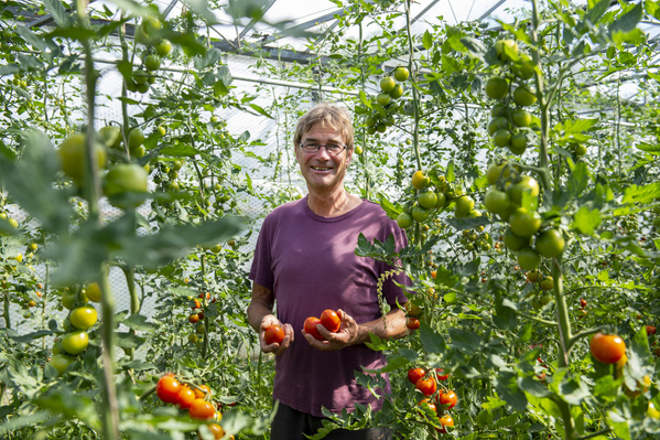KI generiert: Eine Person hält Tomaten in einem Gewächshaus voller Tomatenpflanzen.