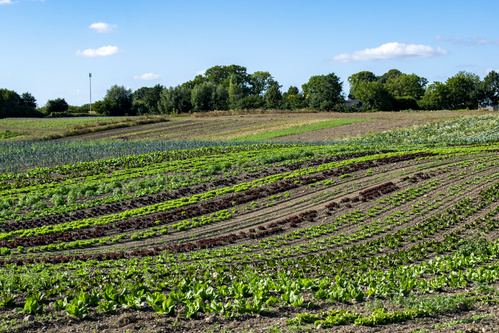 Bodenbearbeitung mit Pferden