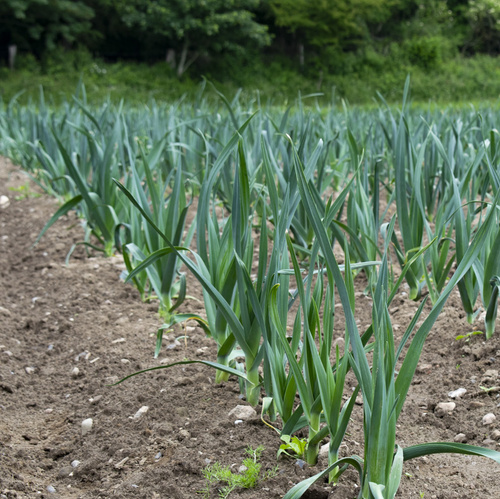 Porreepflanzen