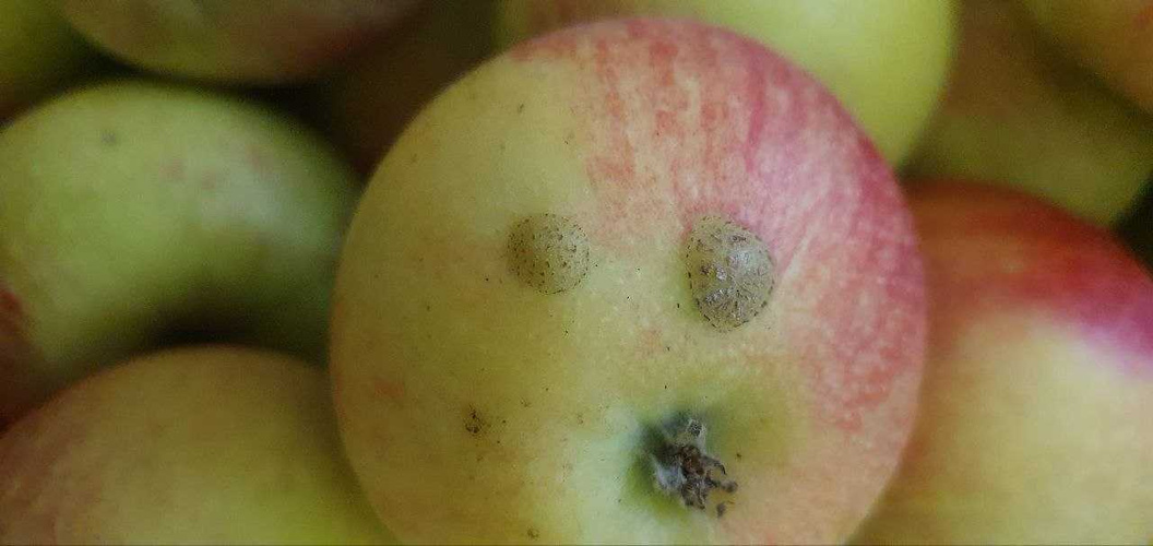 Apfel mit reparierter Schale
