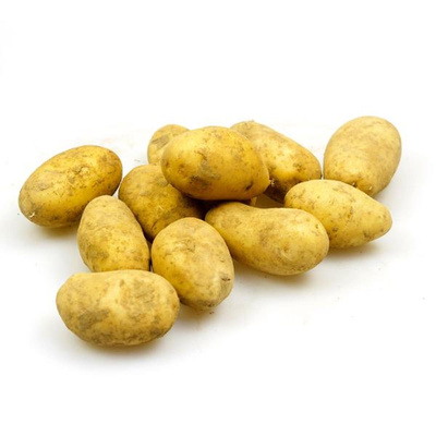 Produktfoto zu Frühkartoffel Glorietta fk