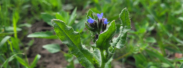 Phacelia auf der Blumenwiese