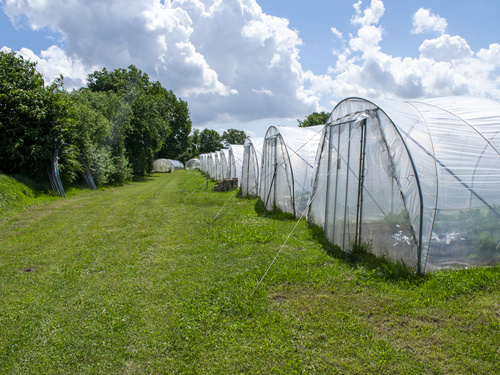 Mehrere Folientunnel