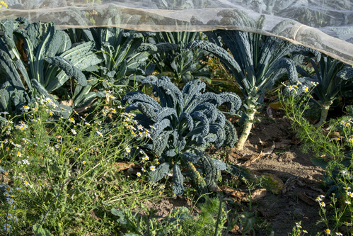 Bodenbearbeitung mit Pferd