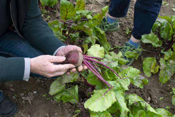 KI generiert: Person hält frisch geerntete Rote Bete in einem Garten.