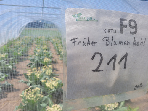 Folientunnel früher Blumenkohl