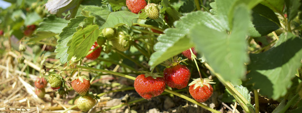 Erdbeeren auf dem Feld