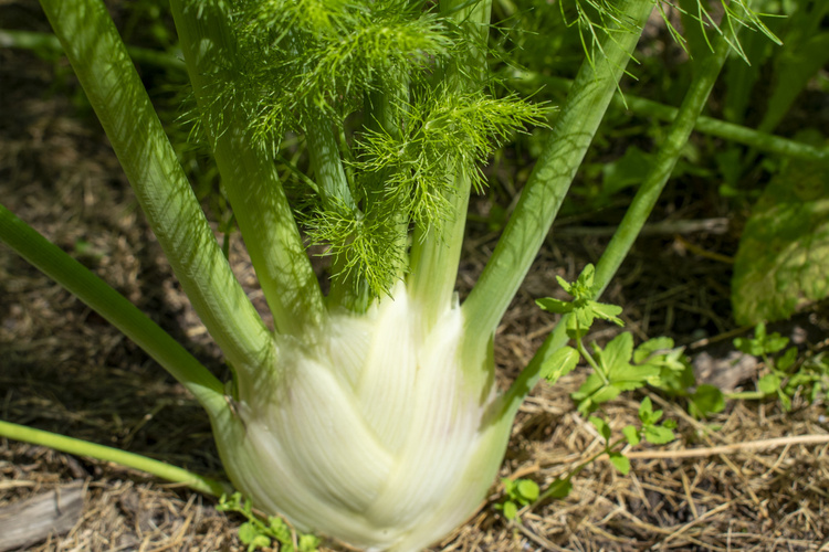 Fenchel im Beet
