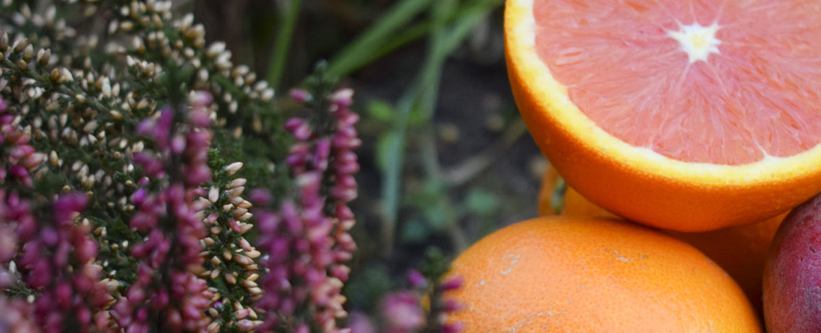 KI generiert: Grapefruits und lila Blumen in einem Garten.