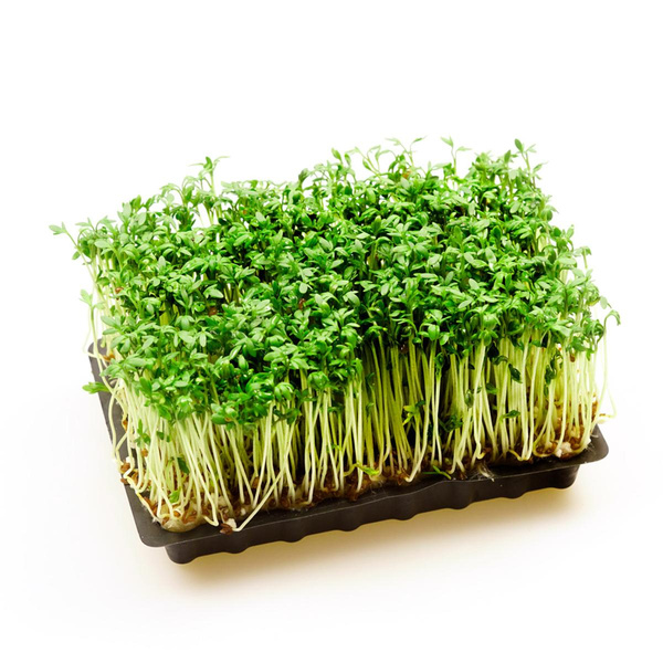 Produktfoto zu Gartenkresse