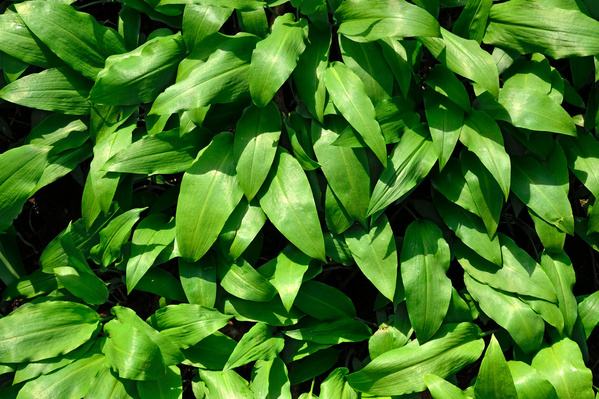 KI generiert: Grüne, überlappende Blätter von Pflanzen, die dicht zusammen wachsen.