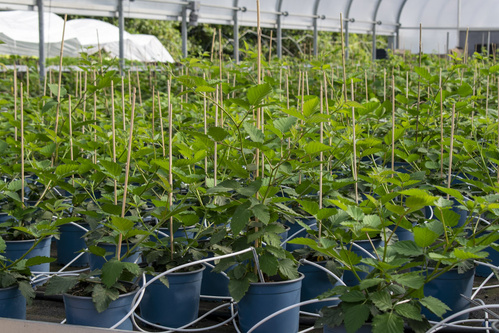 Ansicht Gewächshaus