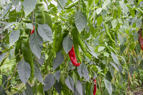 Bodenbearbeitung mit Pferd