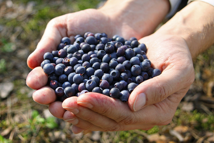 Heidelbeeren in Händen