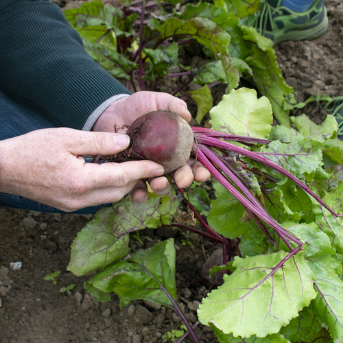Rote Bete in der Hand