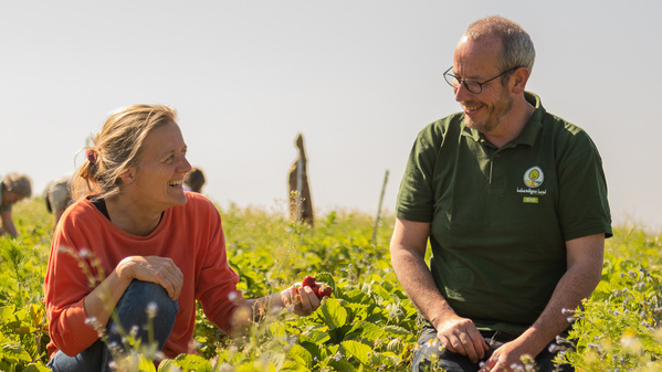KI generiert: Zwei Personen lachen und pflücken Erdbeeren auf einem Feld.