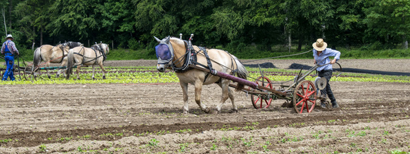 Feldbearbeitung mit Pferden