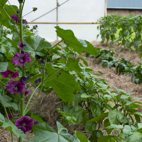 Ansicht Gewächshaus