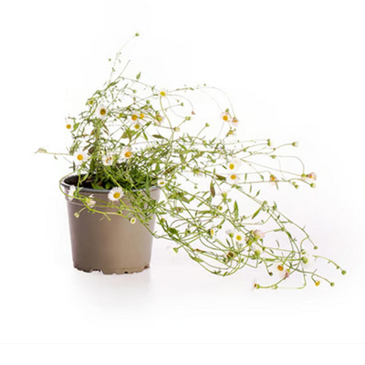 Produktfoto zu Spanisches Gänseblümchen