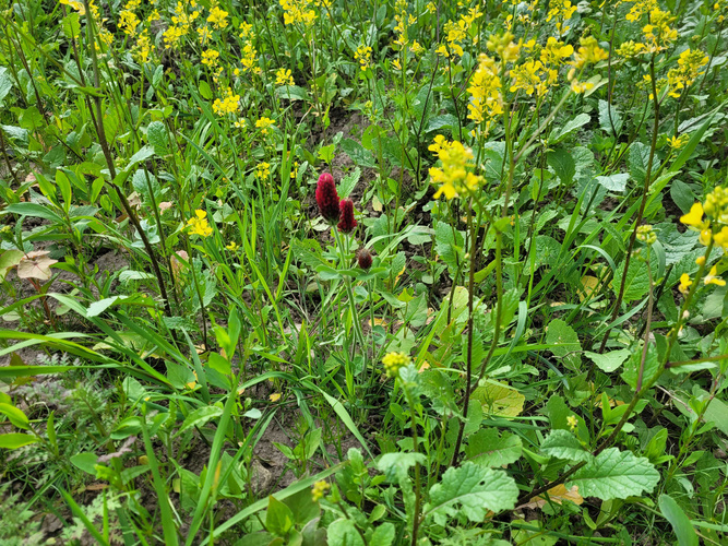 Die ersten Blumen